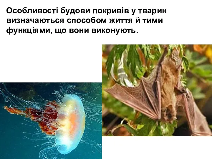 Особливості будови покривів у тварин визначаються способом життя й тими функціями, що вони виконують.