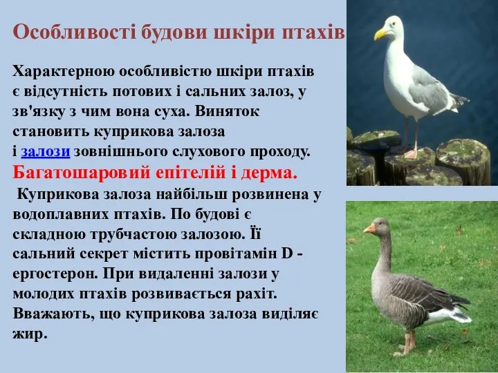 Характерною особливістю шкіри птахів є відсутність потових і сальних залоз, у зв'язку з