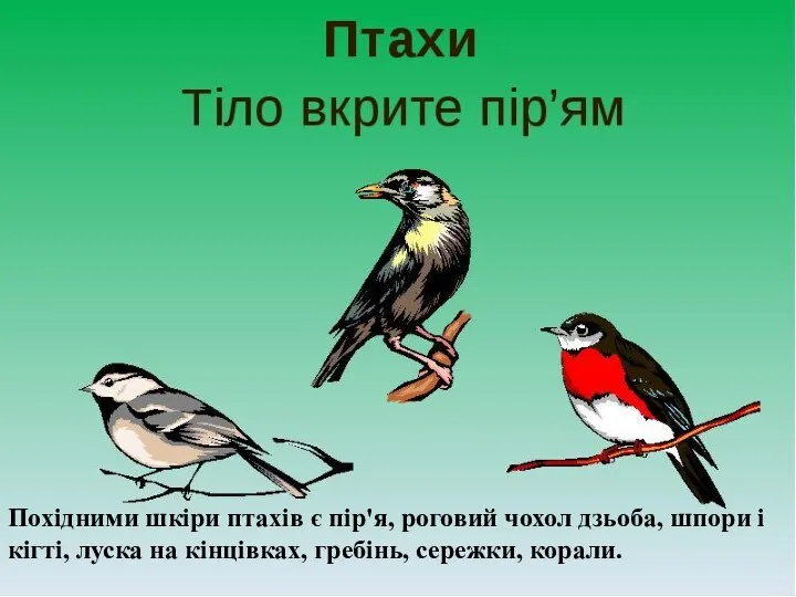 Похідними шкіри птахів є пір'я, роговий чохол дзьоба, шпори і
