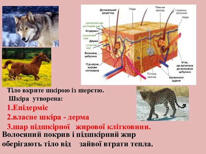 Тіло вкрите шкірою із шерстю. Шкіра утворена: 1.Епідерміс 2.власне шкіра - дерма 3.шар