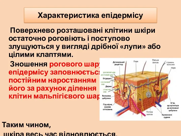 Характеристика епідермісу Поверхнево розташовані клітини шкіри остаточно роговіють і поступово