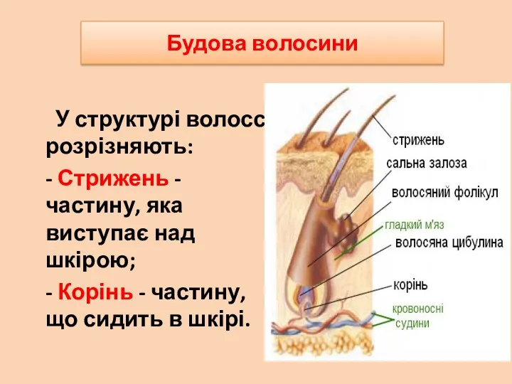 Будова волосини У структурі волосся розрізняють: - Стрижень - частину, яка виступає над