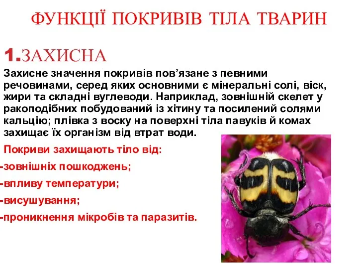 ФУНКЦІЇ ПОКРИВІВ ТІЛА ТВАРИН 1.ЗАХИСНА Захисне значення покривів пов’язане з