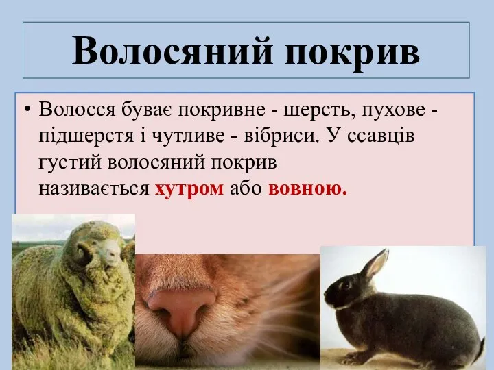 Волосся буває покривне - шерсть, пухове -підшерстя і чутливе - вібриси. У ссавців