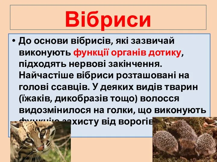 Вібриси До основи вібрисів, які зазвичай виконують функції органів дотику,