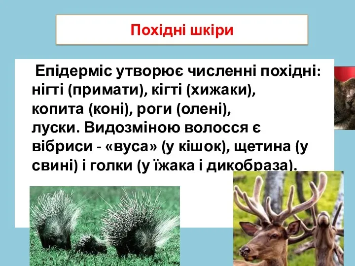 Похідні шкіри Епідерміс утворює численні похідні: нігті (примати), кігті (хижаки), копита (коні), роги