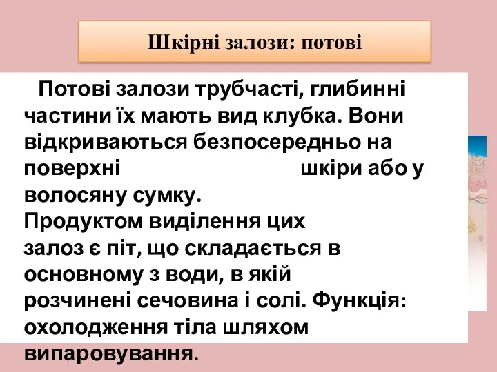 Шкірні залози: потові Потові залози трубчасті, глибинні частини їх мають вид клубка. Вони