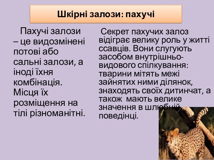 Шкірні залози: пахучі Пахучі залози – це видозмінені потові або сальні залози, а