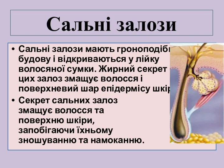 Сальні залози мають гроноподібну будову і відкриваються у лійку волосяної