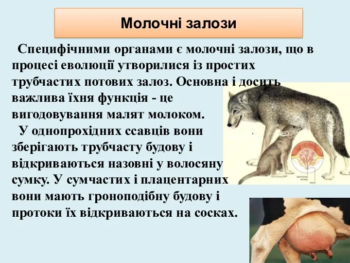 Молочні залози Специфічними органами є молочні залози, що в процесі еволюції утворилися із