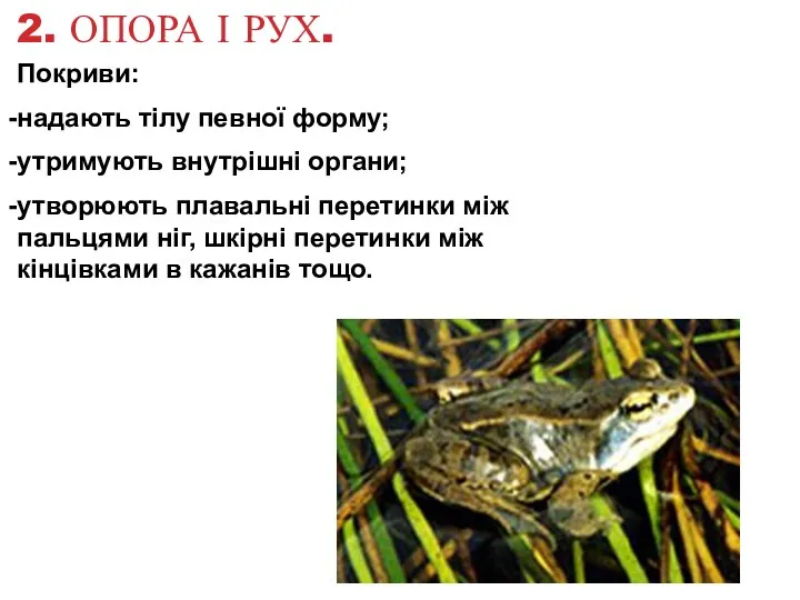 2. ОПОРА І РУХ. Покриви: надають тілу певної форму; утримують внутрішні органи; утворюють