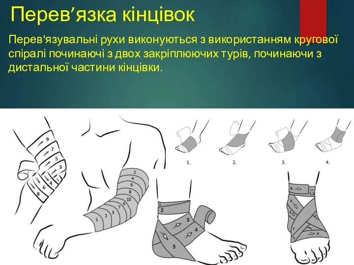 Перев’язка кінцівок Перев'язувальні рухи виконуються з використанням кругової спіралі починаючі