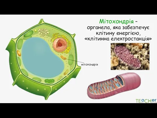 Мітохондрія – органела, яка забезпечує клітину енергією, «клітинна електростанція» мітохондрія