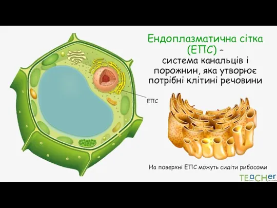 Ендоплазматична сітка (ЕПС) – система канальців і порожнин, яка утворює потрібні клітині речовини ЕПС