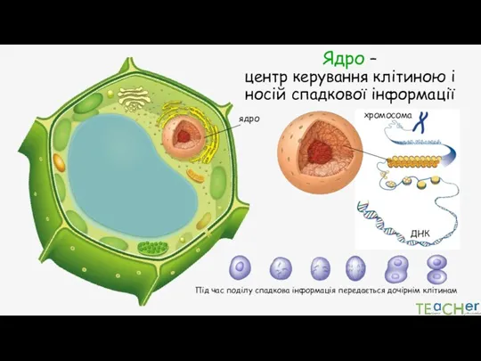 Ядро – центр керування клітиною і носій спадкової інформації хромосома ДНК Під час