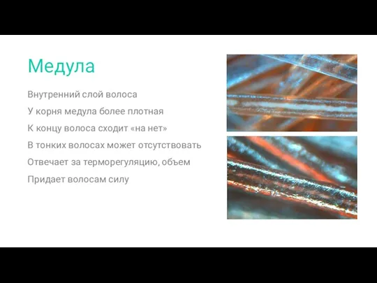 Медула Внутренний слой волоса У корня медула более плотная К концу волоса сходит