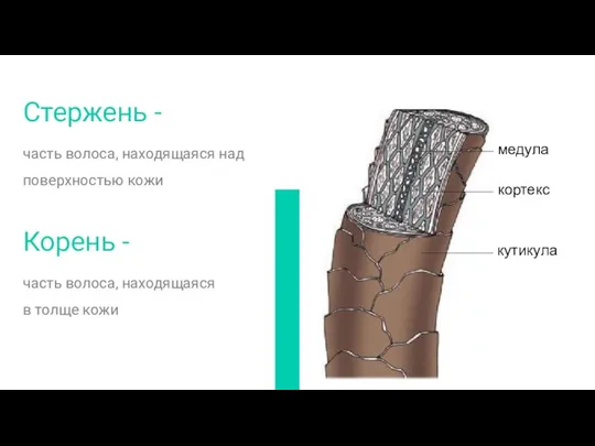 Стержень - часть волоса, находящаяся над поверхностью кожи Корень - часть волоса, находящаяся