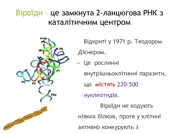 Віроїди – це замкнута 2-ланцюгова РНК з каталітичним центром Відкриті у 1971 р.