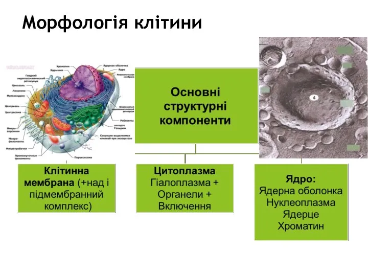 Морфологія клітини