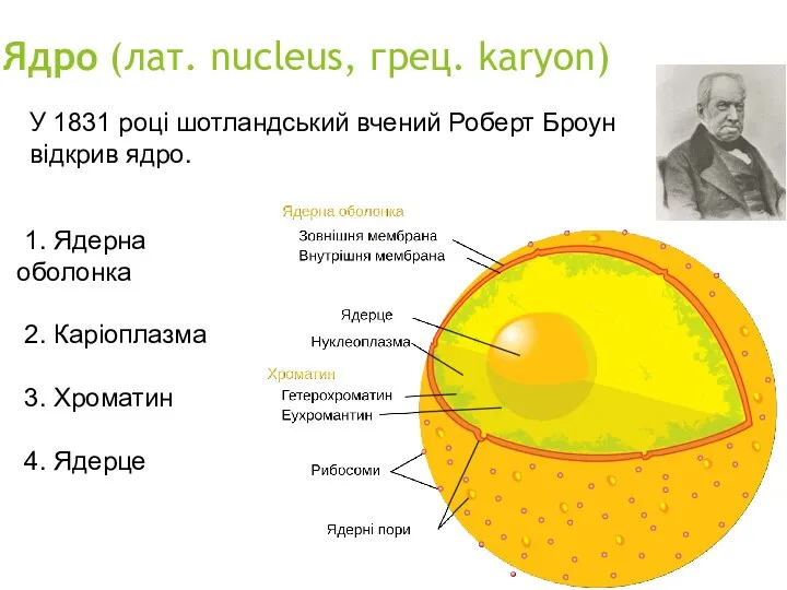 Ядро (лат. nucleus, грец. karyon) У 1831 році шотландський вчений Роберт Броун відкрив