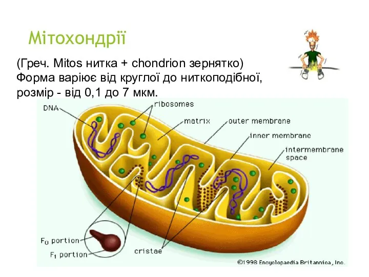 Мітохондрії (Греч. Mitos нитка + chondrion зернятко) Форма варіює від круглої до ниткоподібної,