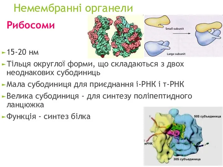 Немембранні органели Рибосоми 15-20 нм Тільця округлої форми, що складаються з двох неоднакових