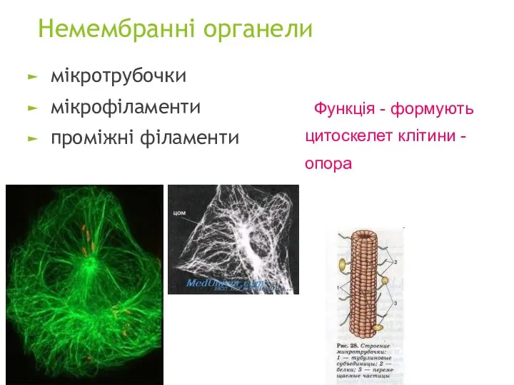 Немембранні органели мікротрубочки мікрофіламенти проміжні філаменти Функція - формують цитоскелет клітини - опора