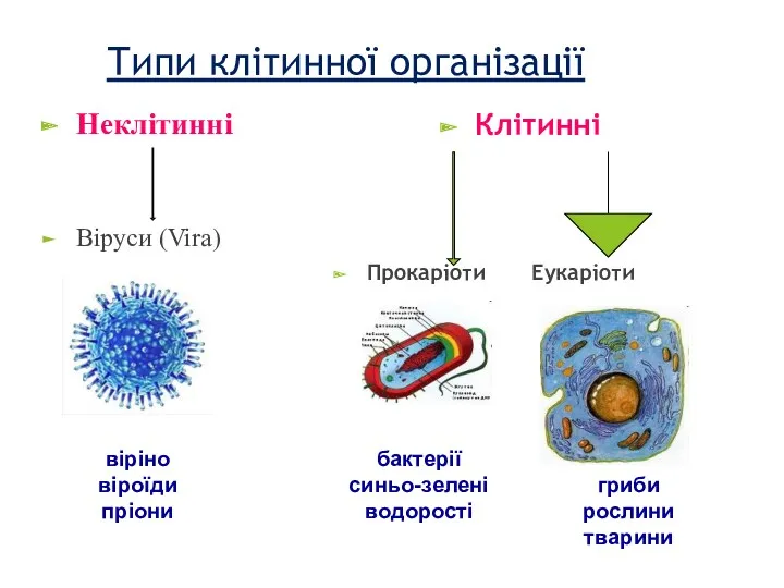 Типи клітинної організації Неклітинні Віруси (Vira) Клітинні Прокаріоти Еукаріоти віріно віроїди пріони бактерії