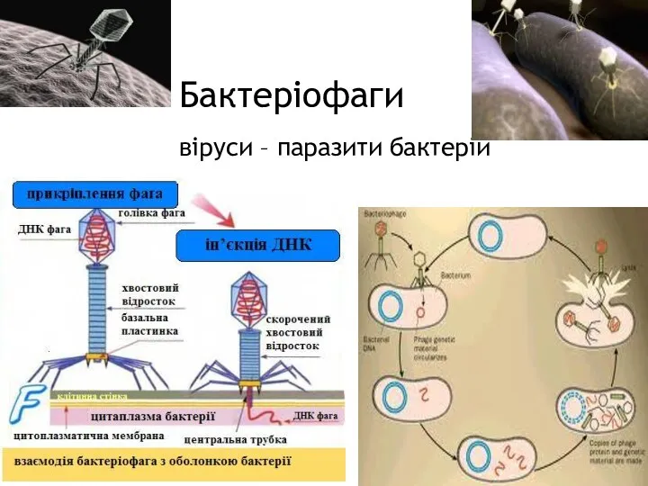 Бактеріофаги віруси – паразити бактерій