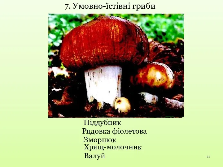 Піддубник Рядовка фіолетова 7. Умовно-їстівні гриби Зморшок Хрящ-молочник Валуй