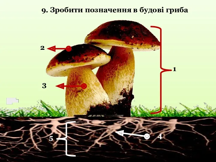 2 3 5 1 4 9. Зробити позначення в будові гриба