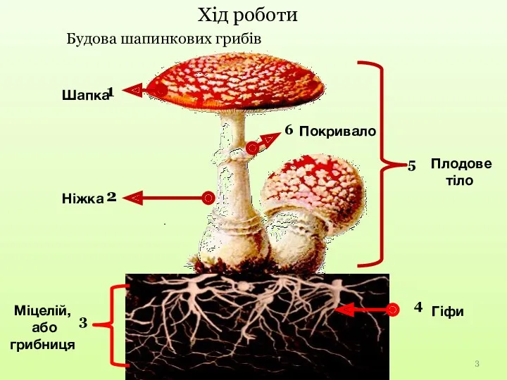 Хід роботи Міцелій, або грибниця Плодове тіло Шапка Ніжка Будова