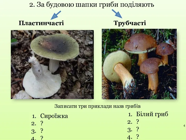 2. За будовою шапки гриби поділяють Записати три приклади назв