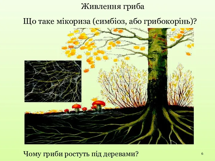 Чому гриби ростуть під деревами? Що таке мікориза (симбіоз, або грибокорінь)? Живлення гриба