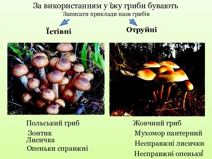 Польський гриб За використанням у їжу гриби бувають Їстівні Отруйні