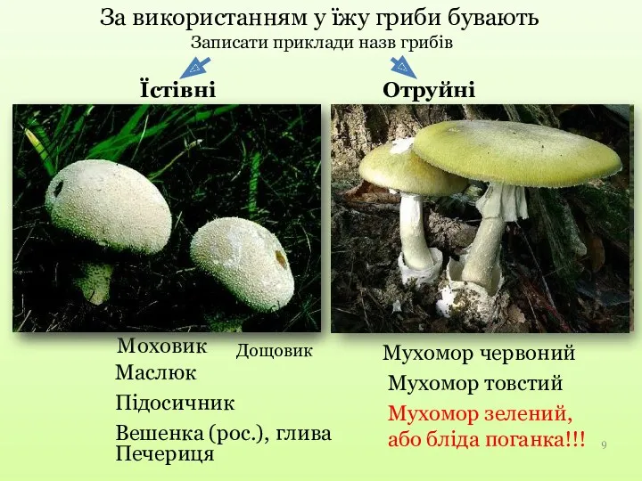 Моховик Маслюк За використанням у їжу гриби бувають Їстівні Отруйні