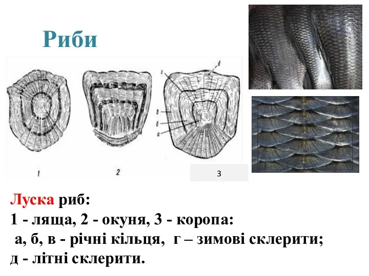 Луска риб: 1 - ляща, 2 - окуня, 3 - коропа: а, б,