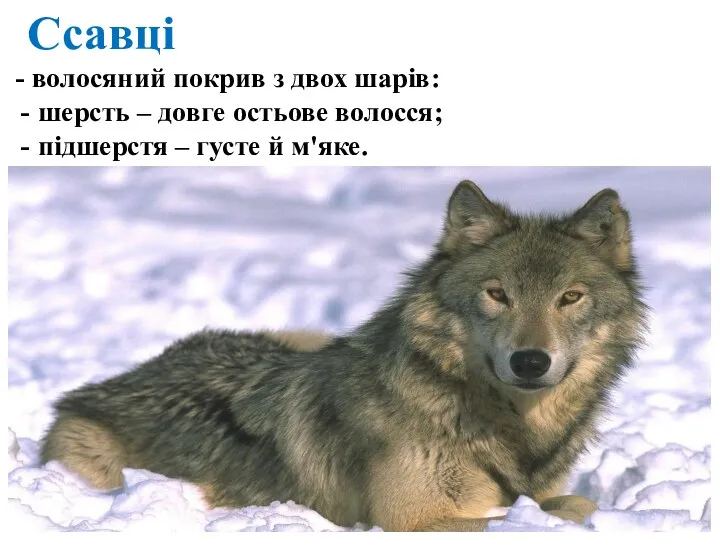 Ссавці - волосяний покрив з двох шарів: шерсть – довге остьове волосся; підшерстя