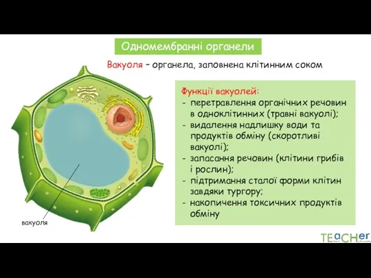 Вакуоля – органела, заповнена клітинним соком вакуоля Одномембранні органели Функції вакуолей: перетравлення органічних
