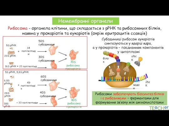 Немембранні органели Рибосома - органела клітини, що складається з рРНК та рибосомних білків,