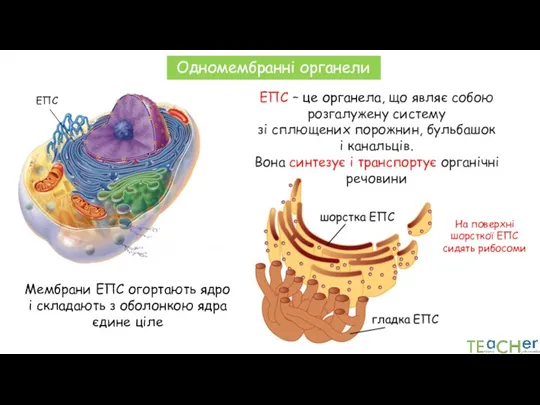 Мембрани ЕПС огортають ядро і складають з оболонкою ядра єдине ціле Одномембранні органели