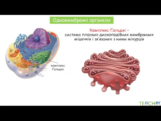 Комплекс Ґольджі – система плоских дископодібних мембранних мішечків і зв’язаних з ними міхурців Одномембранні органели