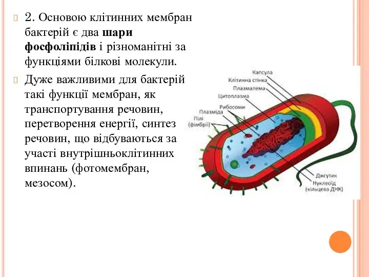 2. Основою клітинних мембран бактерій є два шари фосфоліпідів і