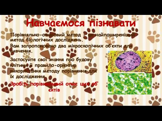 Навчаємося пізнавати Порівняльно-описовий метод - це найпоширеніший метод біологічних досліджень.