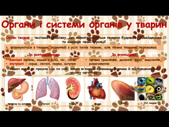 Органи і системи органів у тварин кол Печінка та шлунок Легені Нирка Серце Вухо Очі тварин