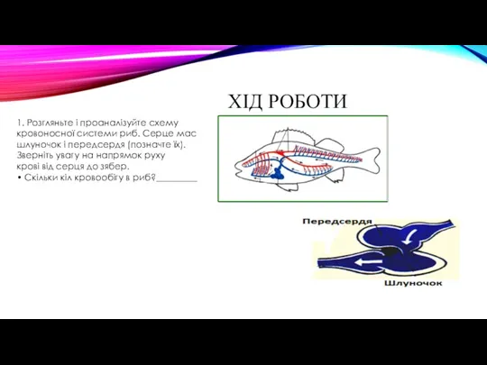 ХІД РОБОТИ 1. Розгляньте і проаналізуйте схему кровоносної системи риб.