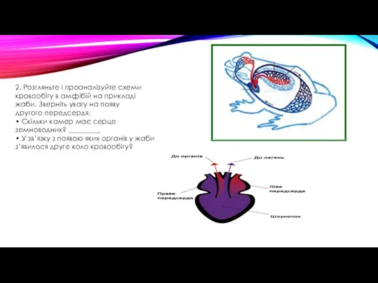 2. Розгляньте і проаналізуйте схеми кровообігу в амфібій на прикладі