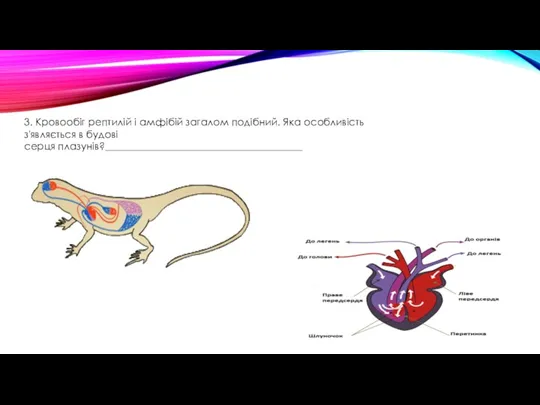 3. Кровообіг рептилій і амфібій загалом подібний. Яка особливість з'являється в будові серця плазунів?_______________________________________