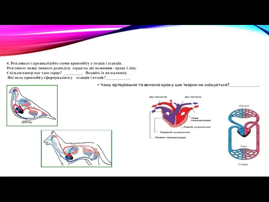 4. Розгляньте і проаналізуйте схеми кровообігу у птахів і ссавців.