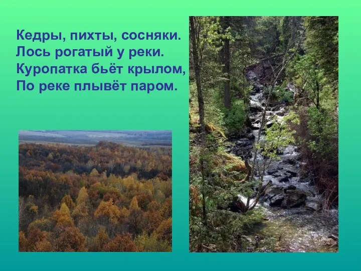 Кедры, пихты, сосняки. Лось рогатый у реки. Куропатка бьёт крылом, По реке плывёт паром.